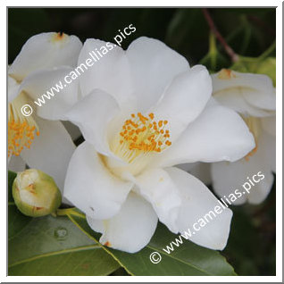 Camellia Hybrid C.x williamsii 'Super Star'