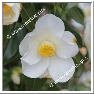 Camellia Hybrid C.x williamsii 'Super Star'