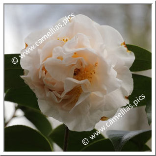 Camellia Hybrid 'Superscent'