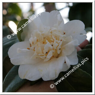 Camellia Japonica 'Surpasse Nobilissima'