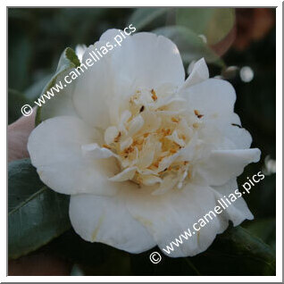 Camellia Japonica 'Surpasse Nobilissima'