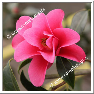 'Suprise d'Iroise'