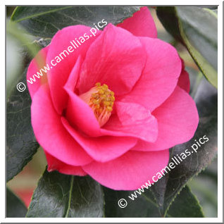 Camellia Hybride 'Suprise d'Iroise'