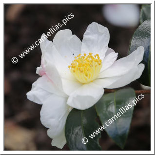 Camellia Hybrid 'Survivor (Parks)'