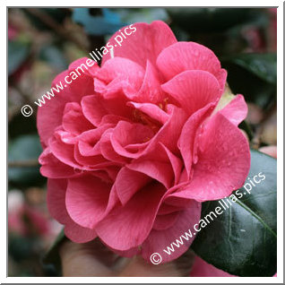 Camellia Japonica 'Susan Shackelford'