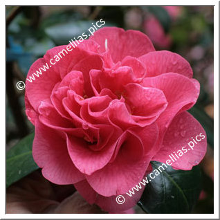 Camellia Japonica 'Susan Shackelford'