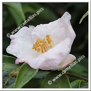 Camellia Japonica 'Suzuhime'