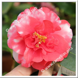 Camellia Japonica 'Suzuka-no-seki'