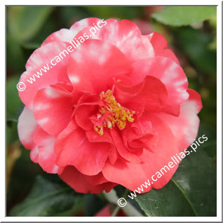 Camellia Japonica 'Suzuka-no-seki'