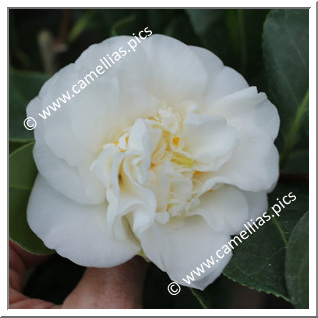 Camellia Japonica 'White Swan (McIlhenny)'