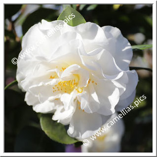 Camellia Japonica 'Swan Lake (Monrovia)'