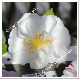 Camellia Japonica 'Swan Lake (Monrovia)'