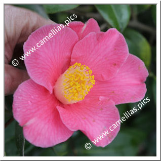 Camellia Japonica 'Sweet Delight'