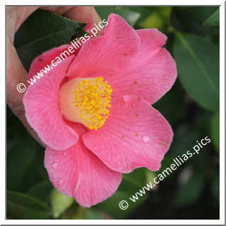 Camellia Japonica 'Sweet Delight'