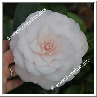 Camellia Japonica 'Sweet Dreams'