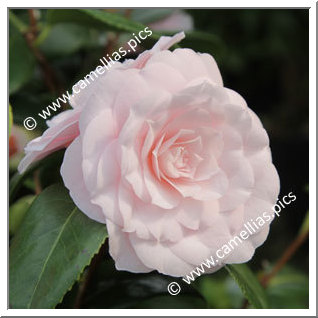 Camellia Japonica 'Sweet Dreams'