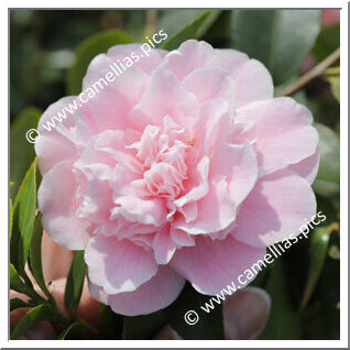 Camellia Hybride 'Sweet Emily Kate'