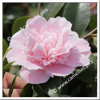 Camellia Hybrid 'Sweet Emily Kate'