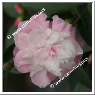 Camellia Hybrid 'Sweet Jane'