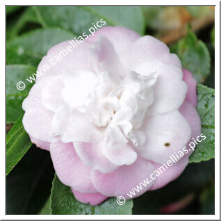 Camellia Hybrid 'Sweet Jane'