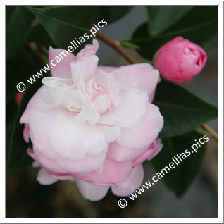 Camellia Hybride 'Sweet Jane'