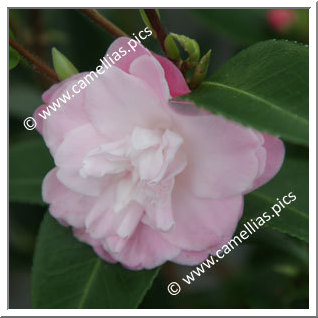 Camellia Hybride 'Sweet Jane'