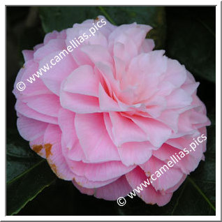 Camellia Japonica 'Sweetheart'