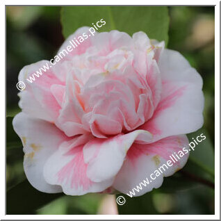 Camellia Japonica 'Sweetiana'