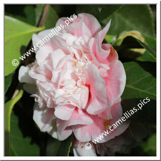 Camellia Japonica 'Sweetiana'