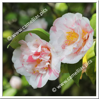 Camellia Japonica 'Sweetii Vera'