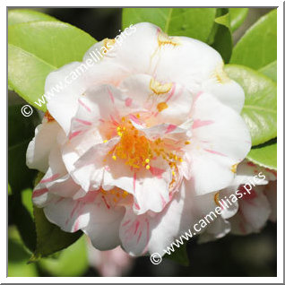 Camellia Japonica 'Sweetii Vera'