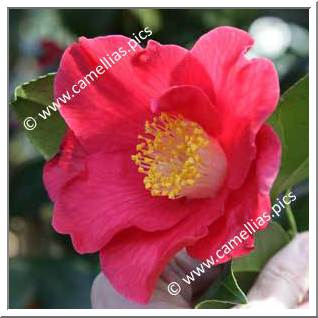 Camellia Japonica 'Sylvia'