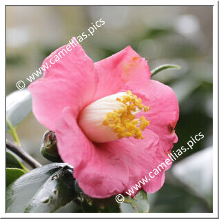 Camellia Hybride 'Sylvia Campbell'