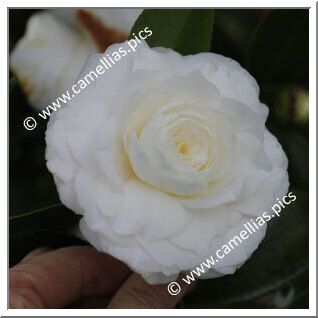 Camellia Japonica 'Sylvia Sass'