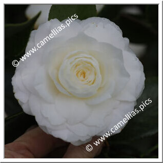 Camellia Japonica 'Sylvia Sass'