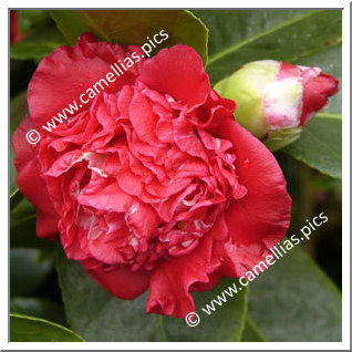 Camellia Japonica 'Sylvie'