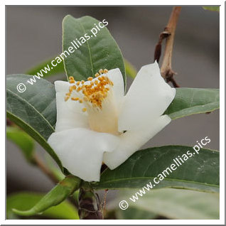 Camellia Botanique 'C. szechuanensis'