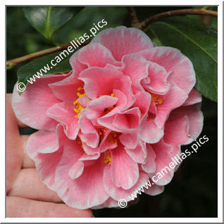 Camellia Japonica 'Tomorrow's Dawn'
