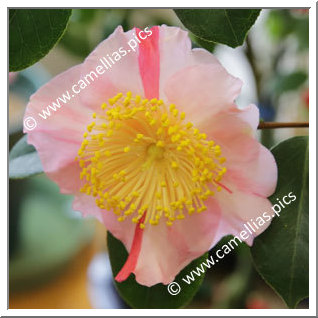 Camellia Higo Camellias 'Tabaruzaka'