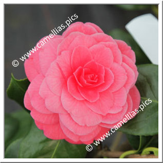 Camellia Japonica 'Tada Meibi'