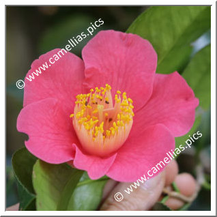 Camellia Japonica 'Tahiti'