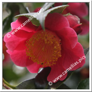 Camellia Japonica 'Tahiti'