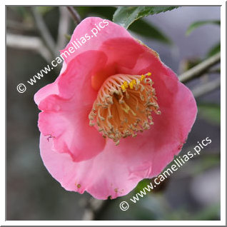 Camellia Higo Camellias 'Taiheiraku'