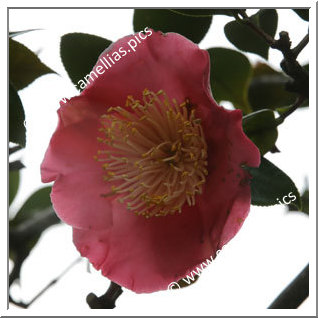 Camellia Higo Camellias 'Taiheiraku'