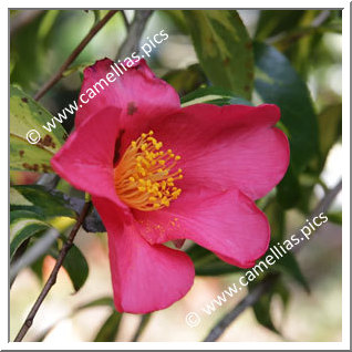 Camellia Japonica 'Taiyô'