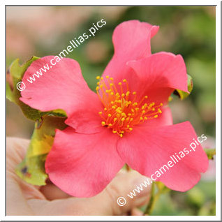 Camellia Japonica 'Taiyô'