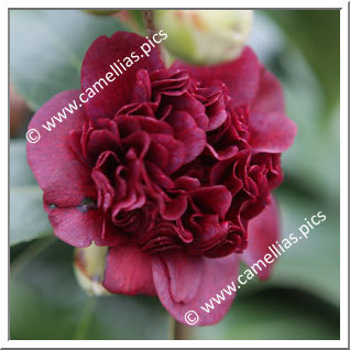 Camellia Japonica 'Takanini'