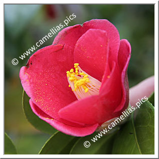 Camellia Japonica 'Takao'