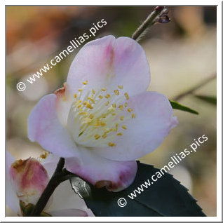 Camellia Hybrid 'Takao-no-kaori'