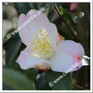 Camellia Hybrid 'Takao-no-kaori'